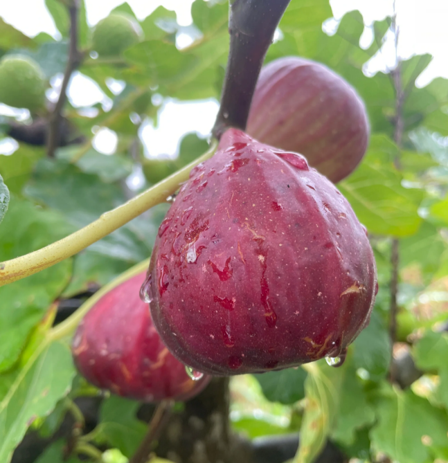 Fig Tree Seeds (Ficus carica). Sweet Fruit Shrub