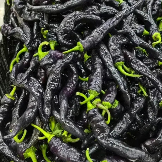🌶️The Latest Pepper Variety - Purple Beauty