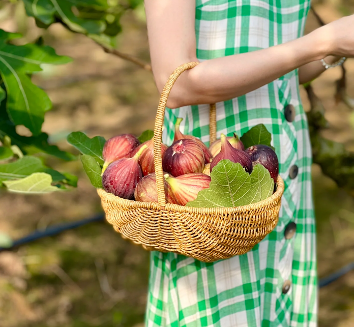 Fig Tree Seeds (Ficus carica). Sweet Fruit Shrub
