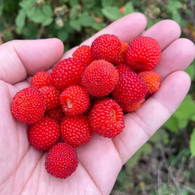 🍓Everbearing Raspberry Organic Natural Seeds