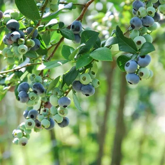 🫐 Sweet Ice Blueberry - Year-Round Harvest - Home Potted Plant - Balcony Backyard