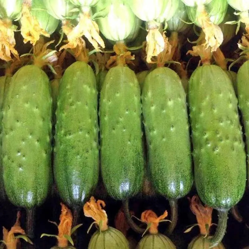 🥒Crawling Fruit Cucumbers Seeds