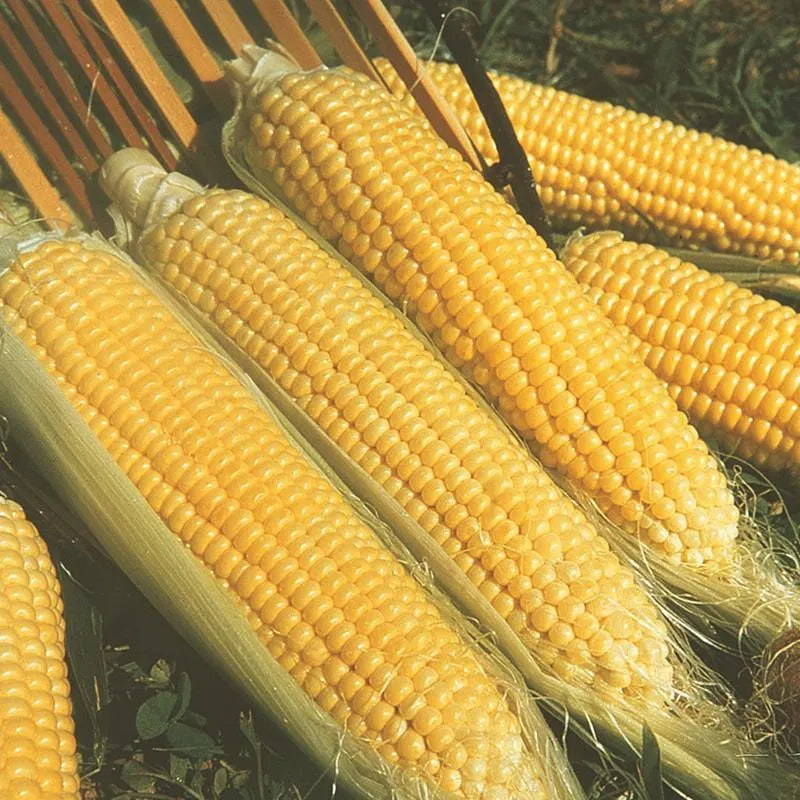 Sweet Corn Moonshine F1