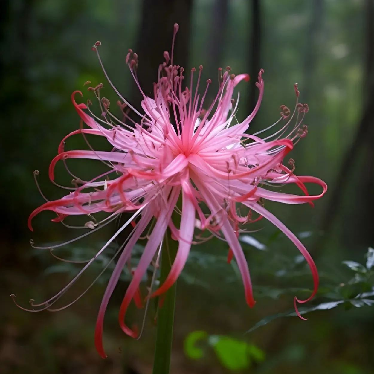 Spider Lily Bulbs-Multicolor🌈