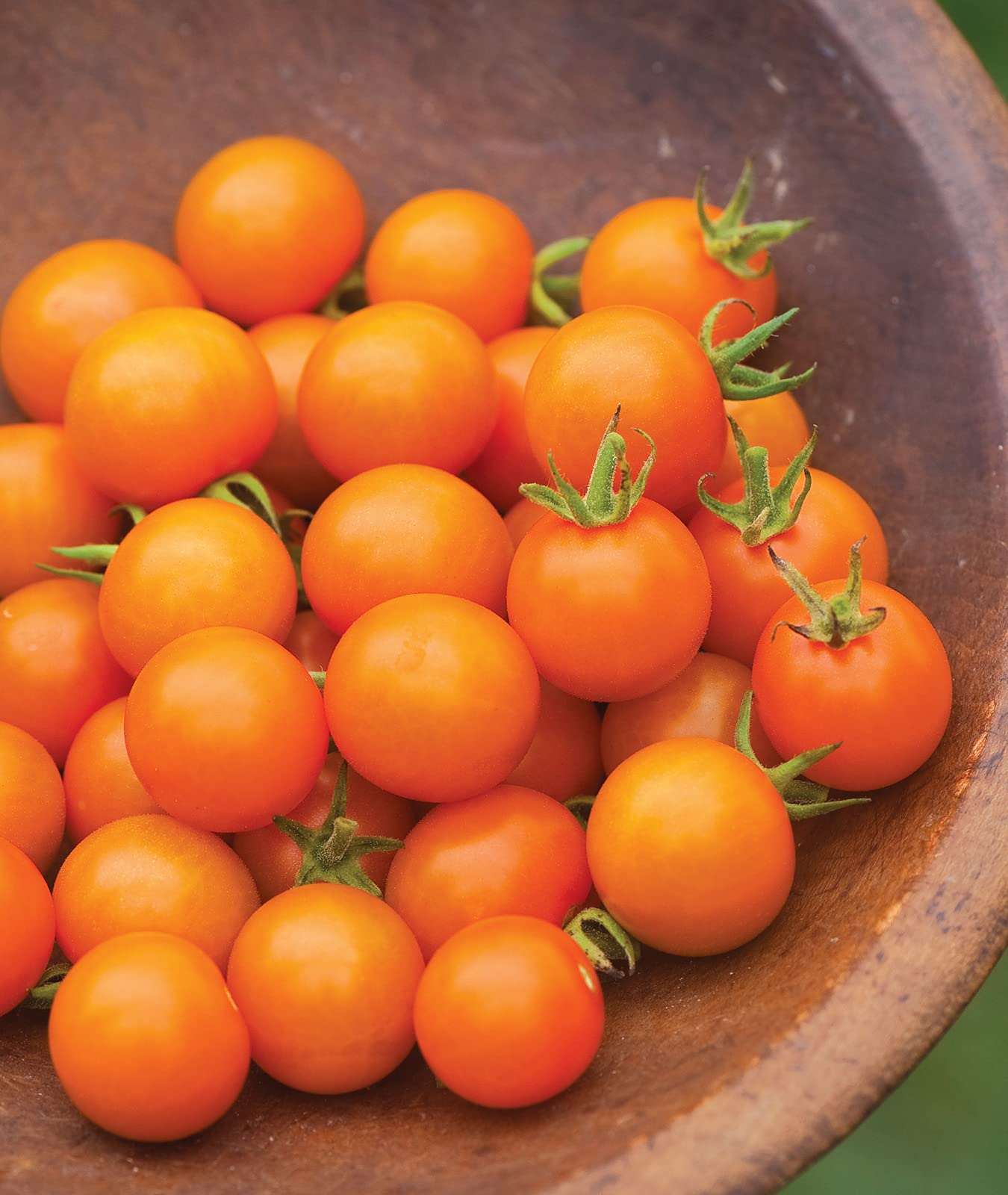Sungold Tomato.Cherry Tomato Seeds