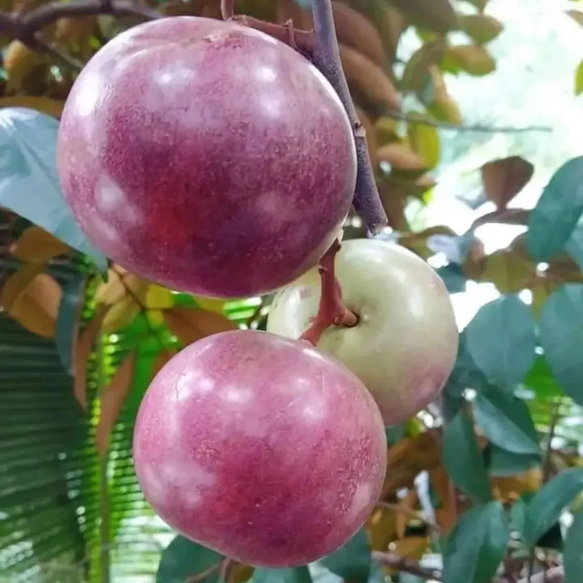 Milk Fruit Seeds-Star Apple-Chrysophyllum Cainito