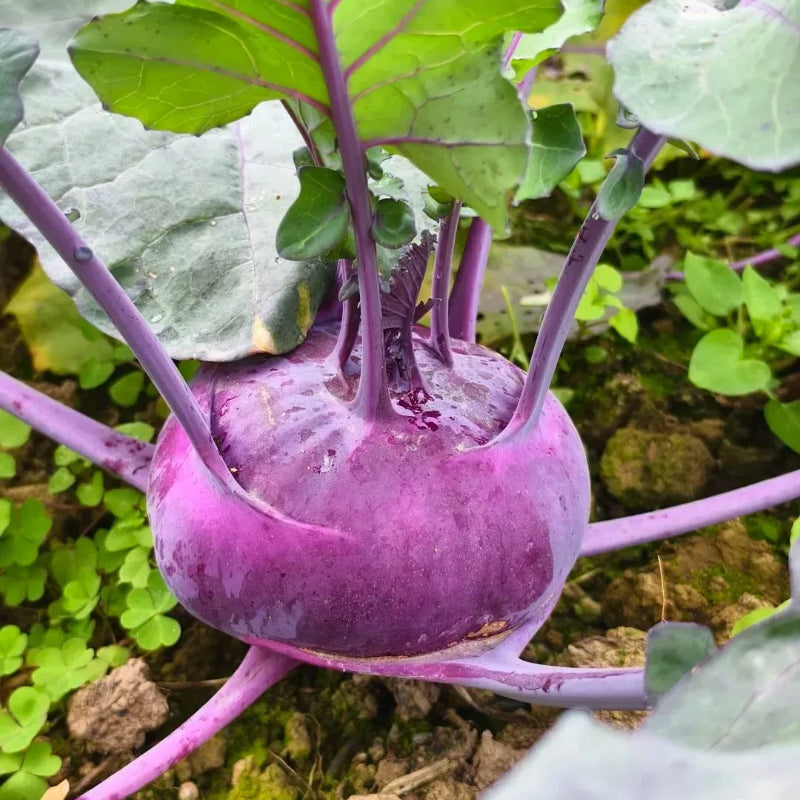 Purple Kohlrabi Seeds (Organic)