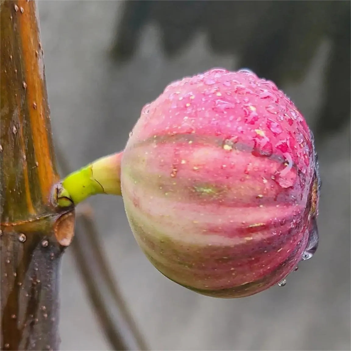 Rainbow Figs Seeds 👍 higher quality