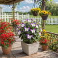 🏆 50K+ SOLD! 🦋🌸 Moonlight Butterfly Flower Seeds – Fall & Winter Planting. Perennial Blooms & Stunning Garden Elegance 🍂