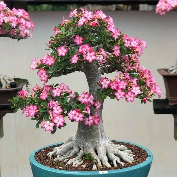 🎁Desert Rose Bulbs🌵Super easy care! 🌸 Adenium Obesum Bulbs