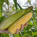 Sweet Corn Nighthawk F1