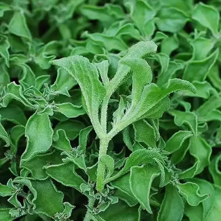 Crystal Ice Vegetable Seeds
