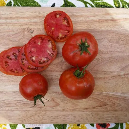 Garden Treasure Tomatoes