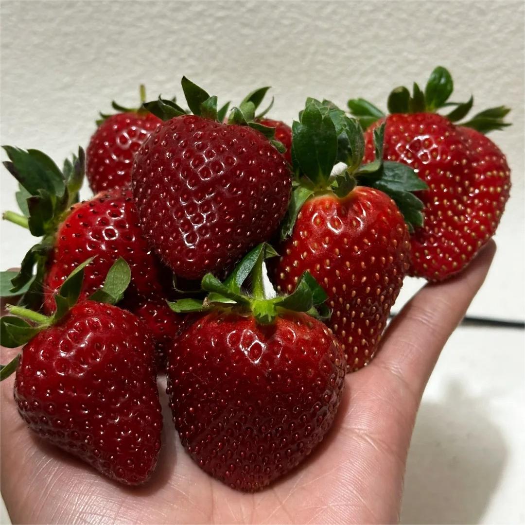🍓White Milk Strawberry Seeds(🪴Buy 3 Get 1 Free)