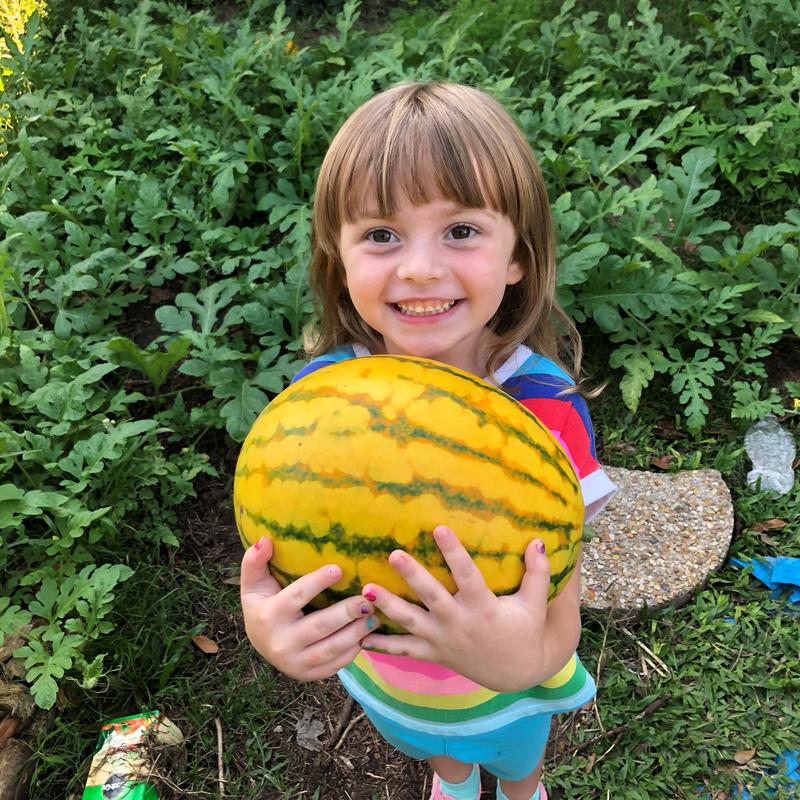 Watermelon. Red in Gold Hybrid. Golden Watermelons
