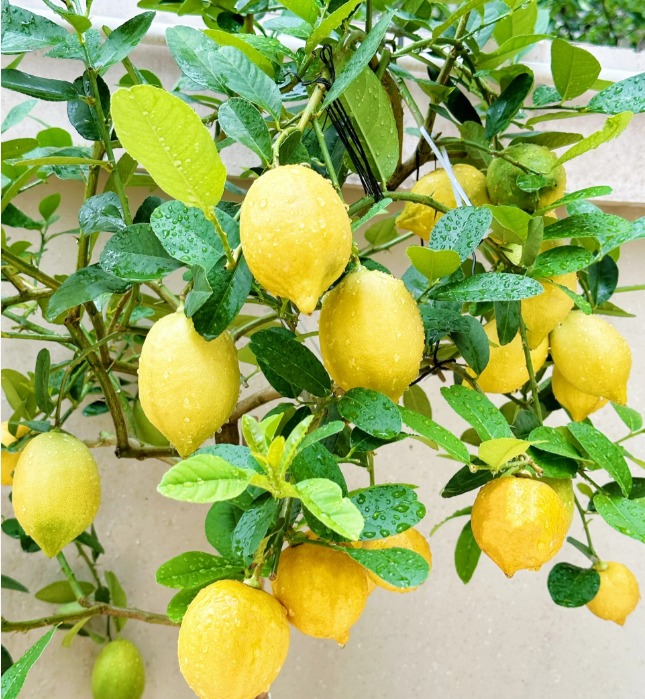 🍋Potted Perfume Lemon Seeds