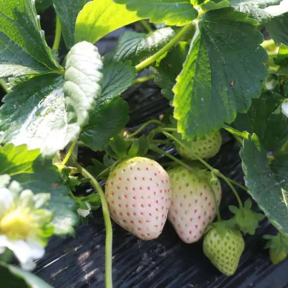 🍓White Milk Strawberry Seeds(🪴Buy 3 Get 1 Free)