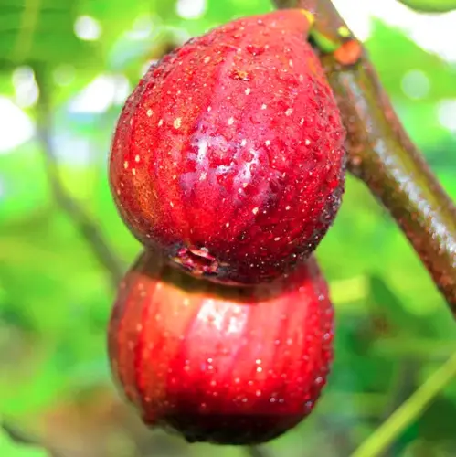 Fig Tree Seeds (Ficus carica). Sweet Fruit Shrub