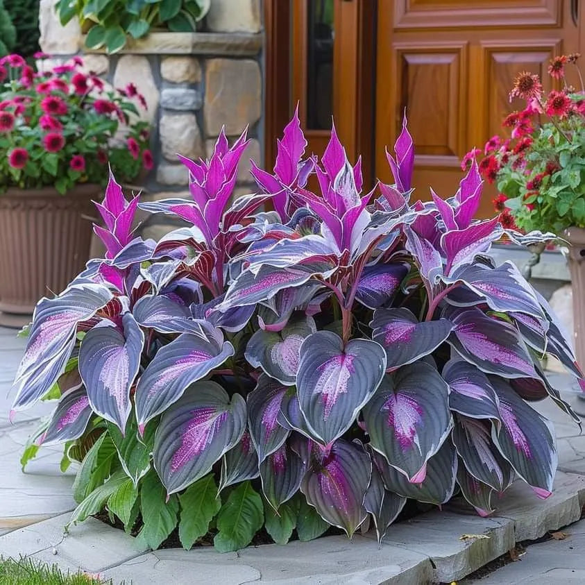 🌿 Rare Hosta Seeds — Premium. Shade-Loving Perennials with Lush Foliage🌈