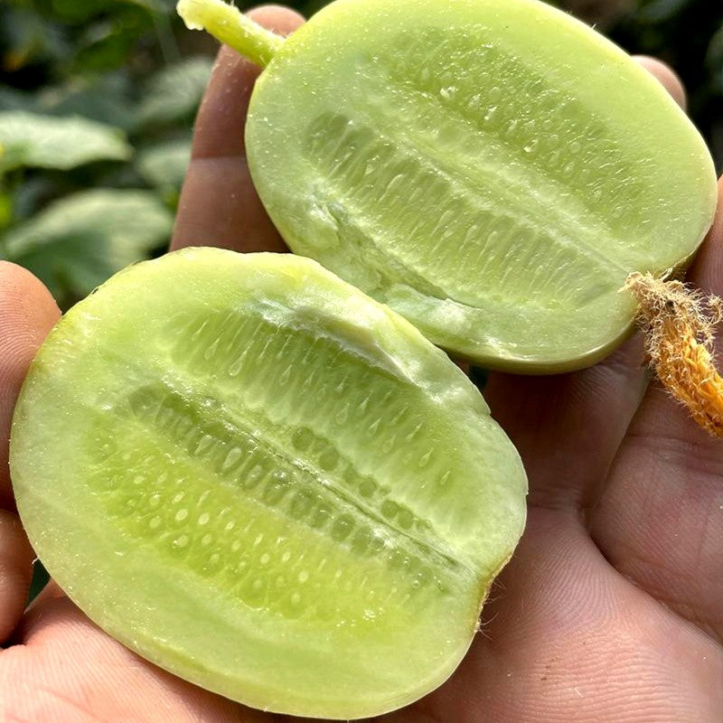 🥒Thumb Cucumber Seeds
