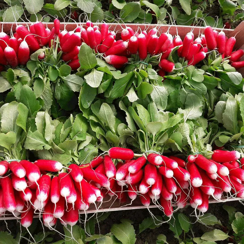 Thumb Fruit Radish Seeds