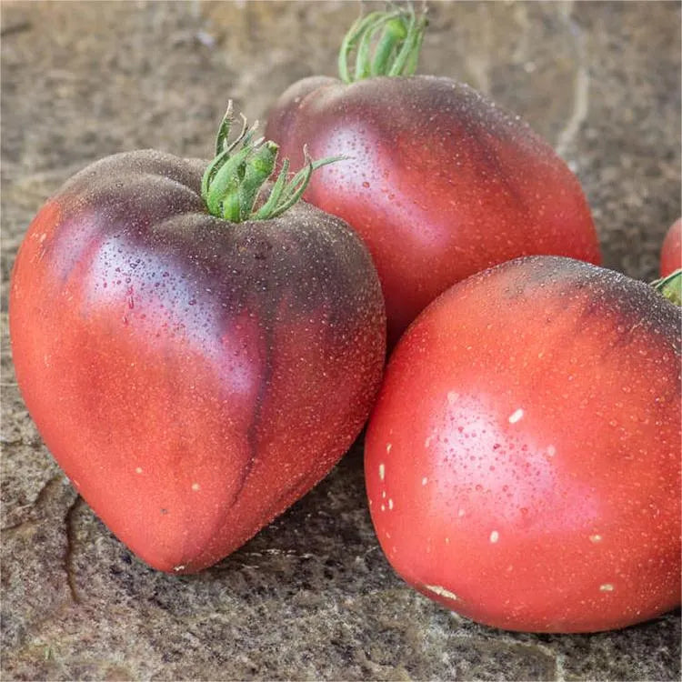 Sgt. Pepper's Tomatoes Seeds - Heirloom