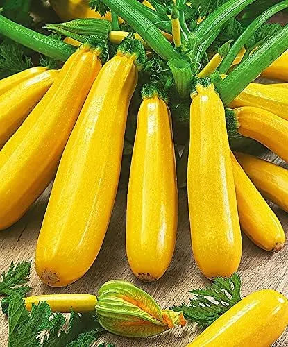 Golden Zucchini Seeds