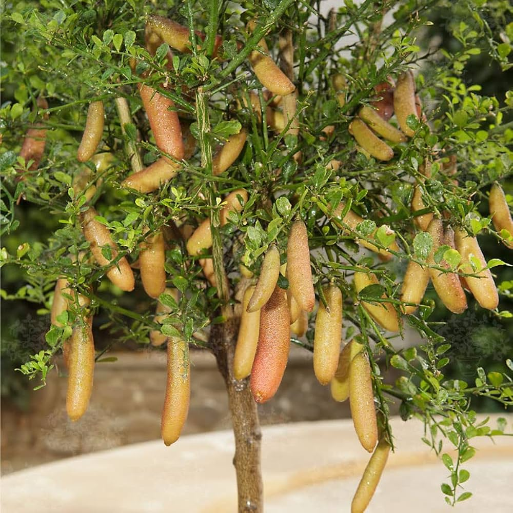 Finger Lime Seeds-Citrus Australasica
