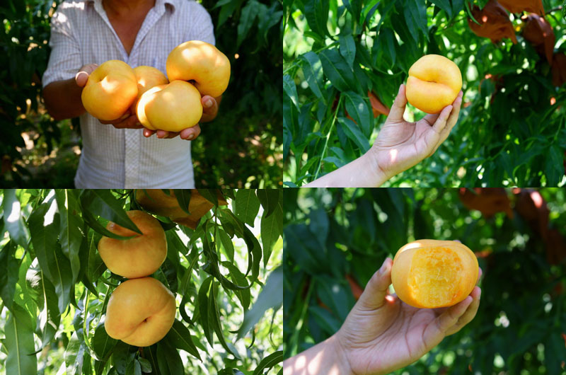 🌟Golden Legend - Golden Peach Seeds