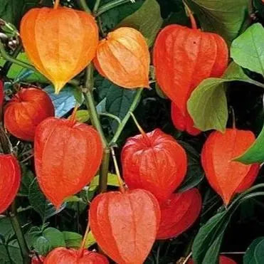 🎉65% OFF💥🔥Lantern Cherry Seeds🍓🍒Winter Ground Cherry-Strawberry Ground Cherry