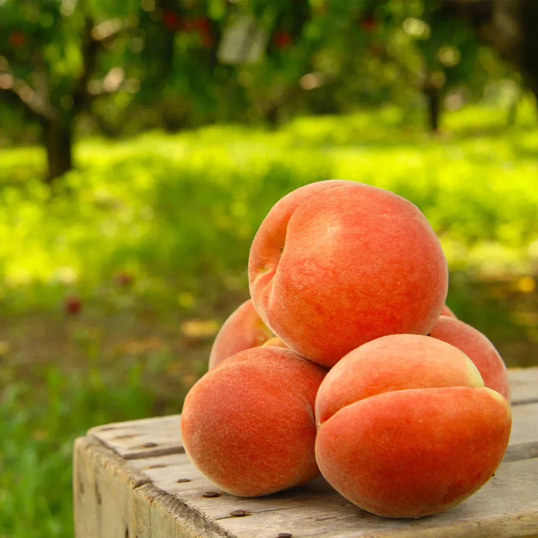 🔥 85K+ SOLD! 🍑 Heirloom Honey Red Dwarf Peach Tree Live Seeds