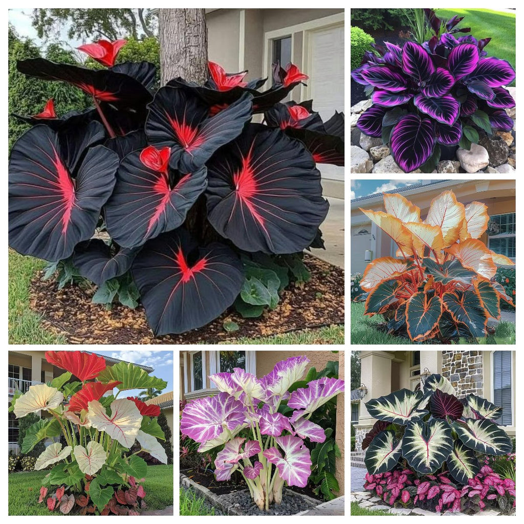 🌿 Rainbow Rare Hosta Flower Seeds🎁2025 Special Offer