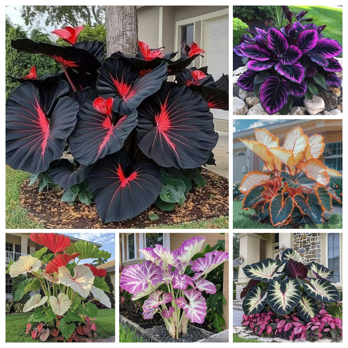 🌿 Rainbow Rare Hosta Flower Seeds🎁2025 Special Offer