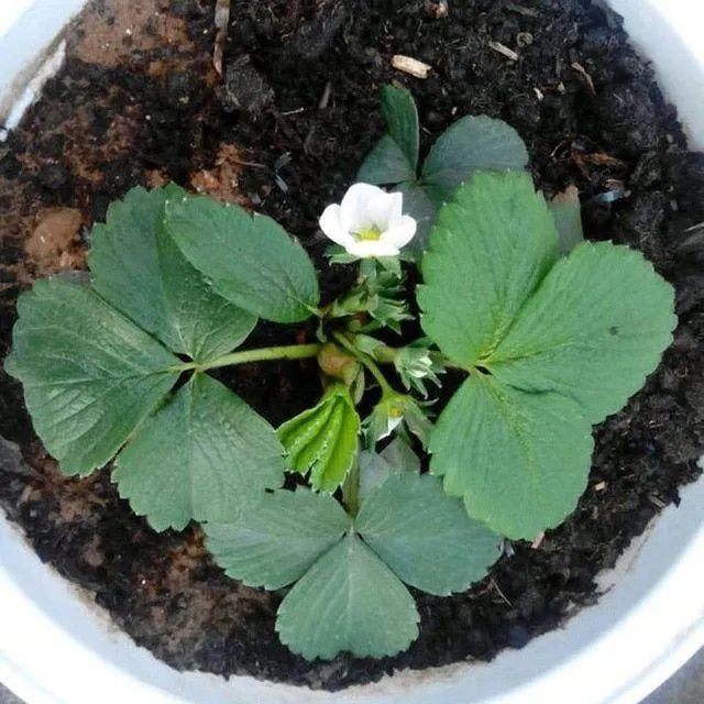 Rare Creamy White Strawberry Seeds