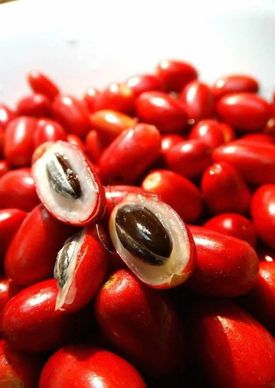RARE Miracle fruit seeds. Miracle berry