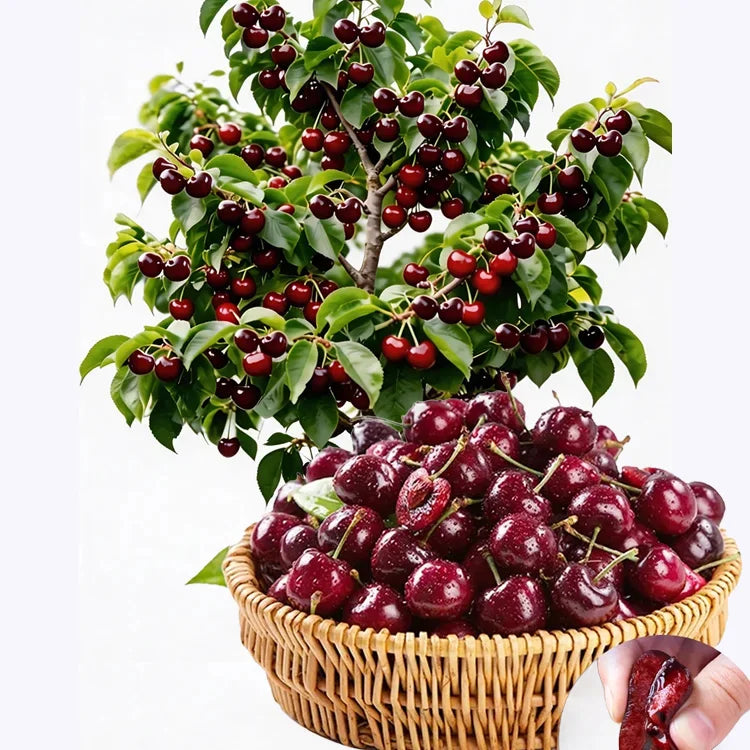 [No fruit. full refund] Premium Giant Sweet Cherry Sapling