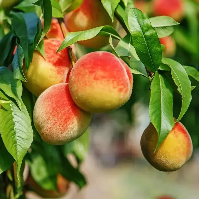 Blood-Forming Red Peach Tree Sapling — Grafted 3-Year Sapling