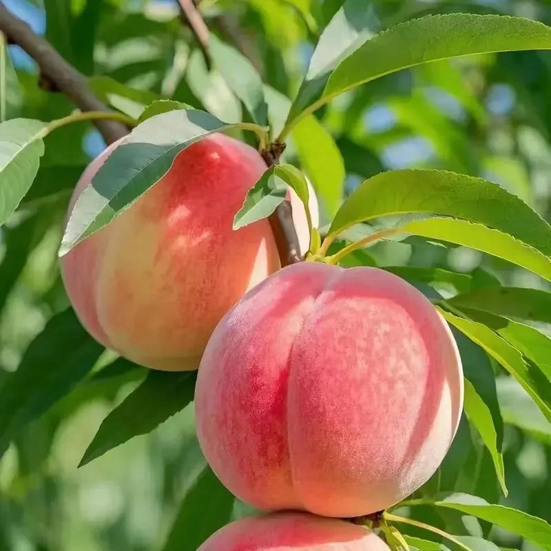 🔥 85K+ SOLD! 🍑 Heirloom Honey Red Dwarf Peach Tree Live Seeds