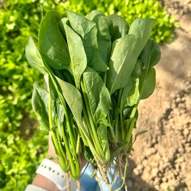 🥬Four Seasons Red Stem Spinach - The Eggs of Vegetables