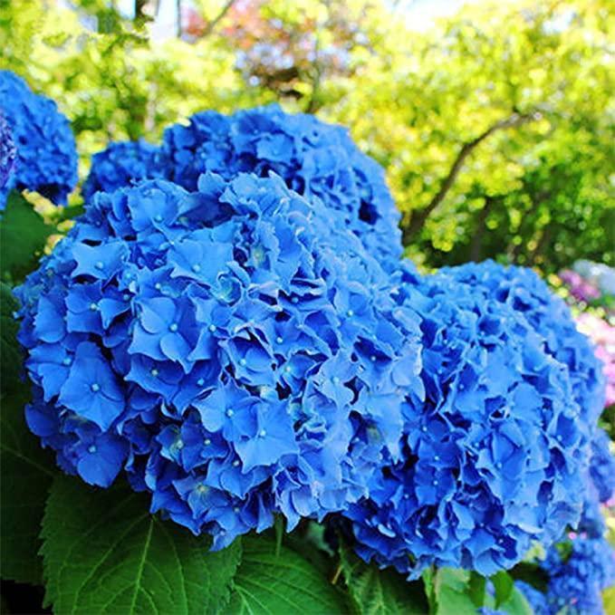 🔥 Limited Edition! Red. White & Blue Hydrangeas for America's 250th 🇺🇸