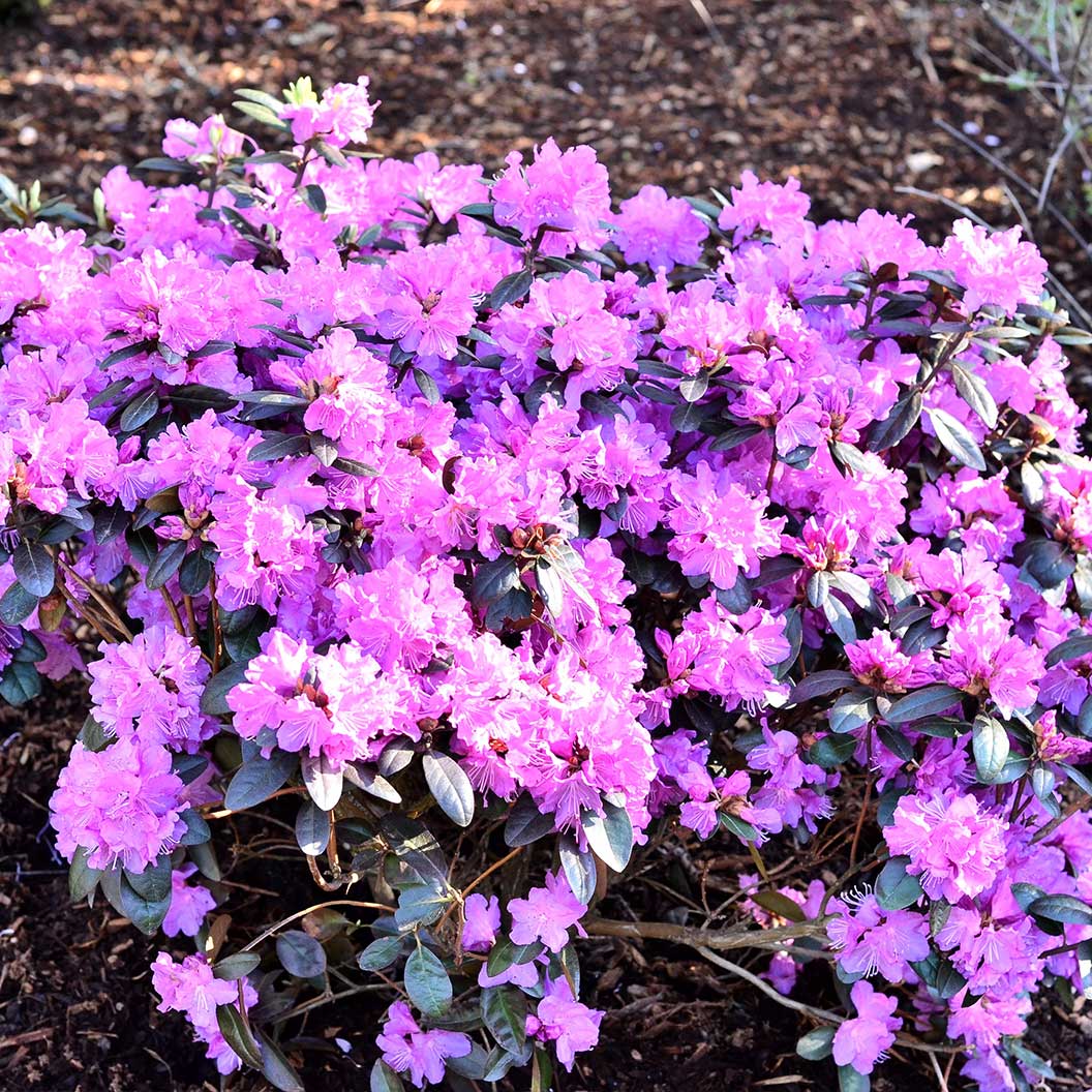 Stunning Azaleas – Red. Pink. White & Dreamy Mixed Colors | Four-Season Garden Delight