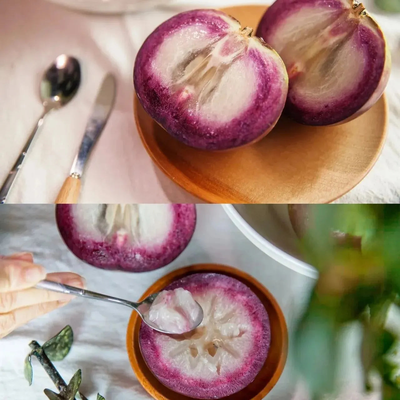 Milk Fruit Seeds-Star Apple-Chrysophyllum Cainito