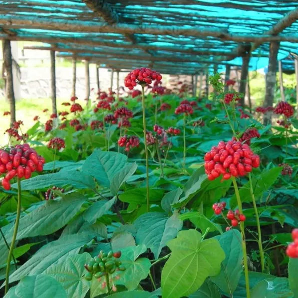 Precious Ginseng Seeds  Herbaceous Perennial