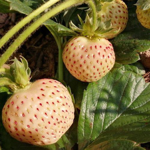 Rare Creamy White Strawberry Seeds