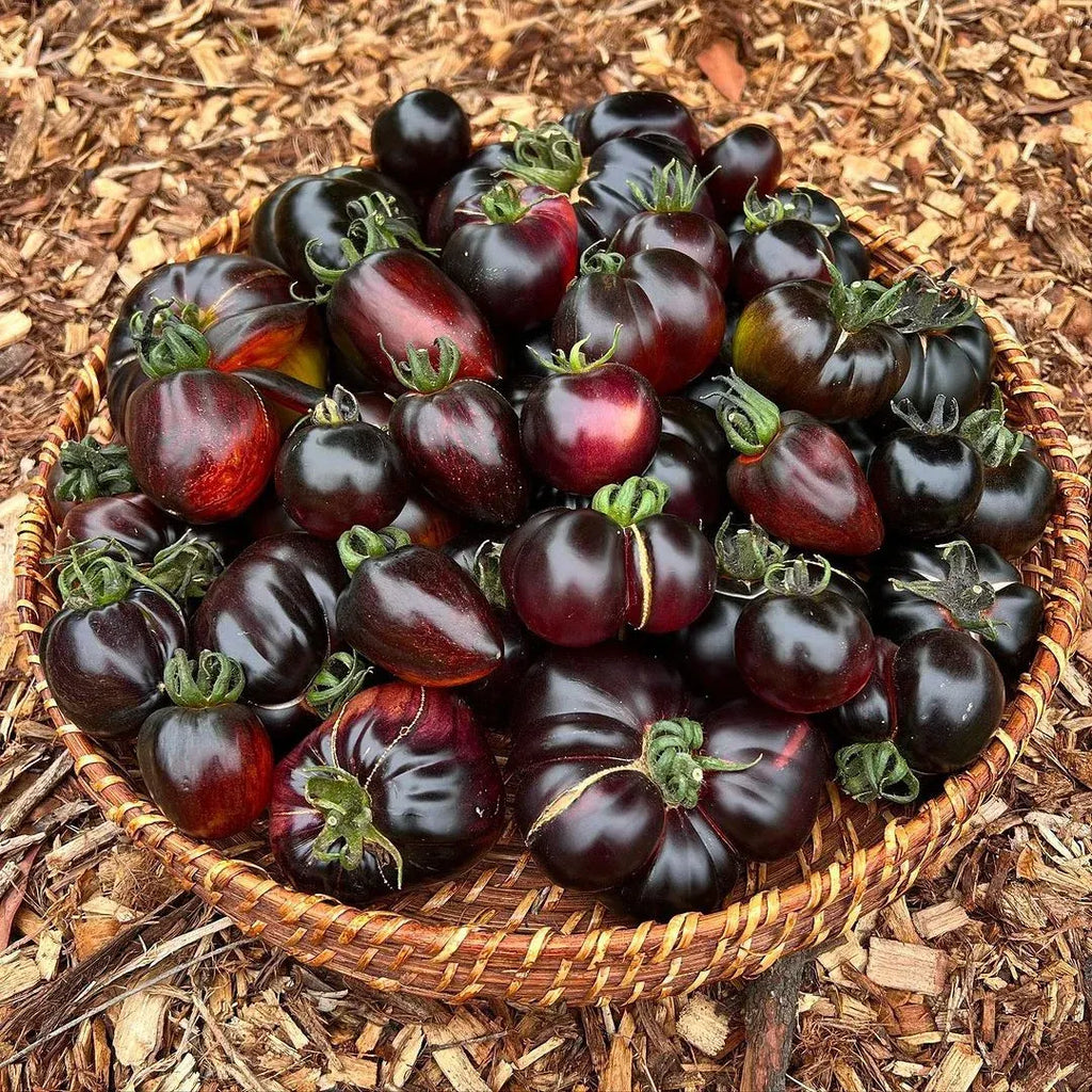Rare Black Tomato Seeds