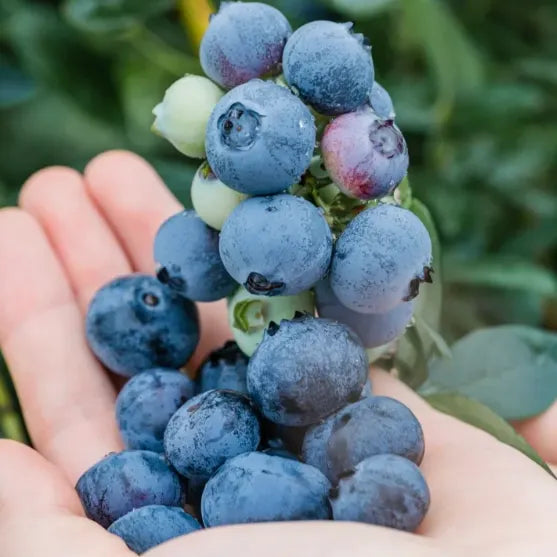 🫐 Sweet Ice Blueberry - Year-Round Harvest - Home Potted Plant - Balcony Backyard