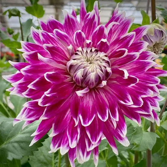 🌸Dinnerplate Dahlia Bulbs – Giant Show-Stopper Blooms