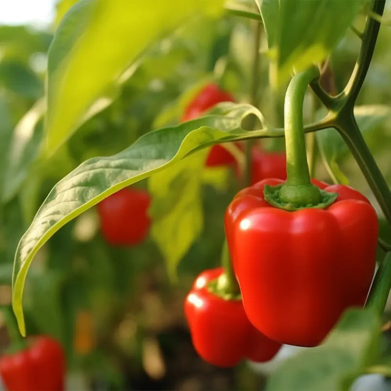 Rainbow Sweet Bell Pepper Seeds