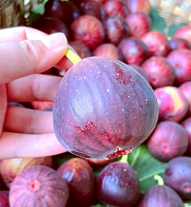 Fig Tree Seeds (Ficus carica). Sweet Fruit Shrub