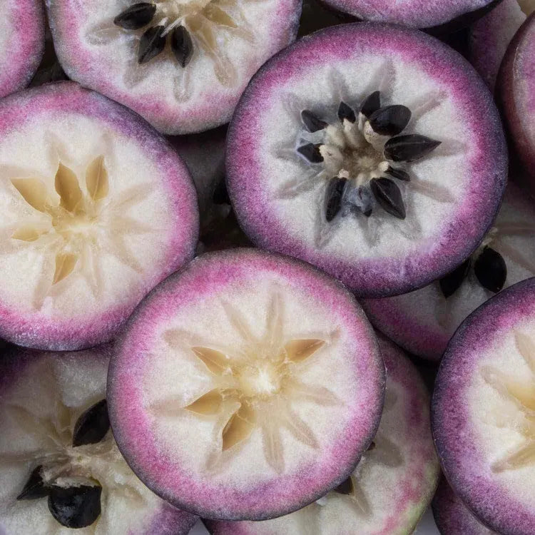 Milk Fruit Seeds-Star Apple-Chrysophyllum Cainito